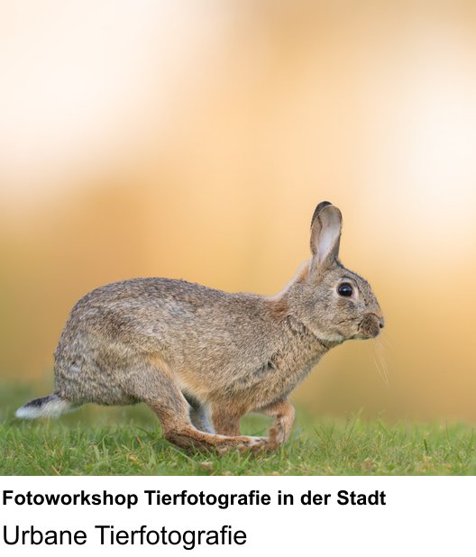 Praxisnaher Fotokurs Fotoworkshop Tierfotografie in der Stadt in Düsseldorf
