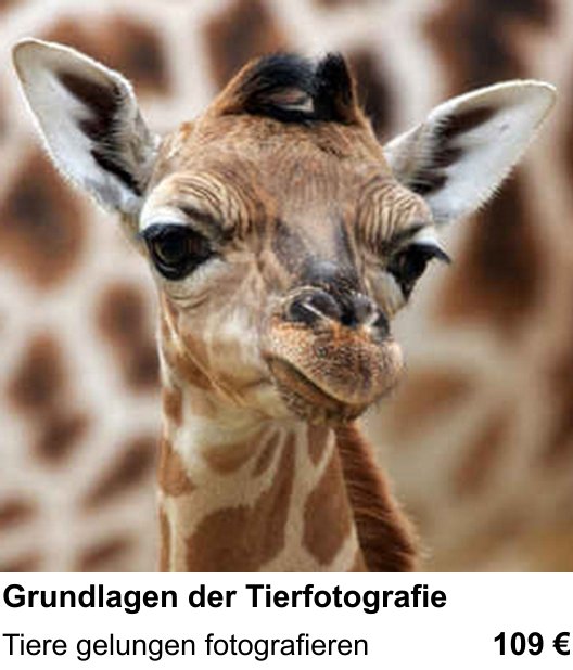 Praxisnaher Fotokurs Grundlagen der Tierfotografie in Düsseldorf