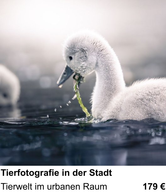 Praxisnaher Fotokurs Tierfotografie in der Stadt in Düsseldorf