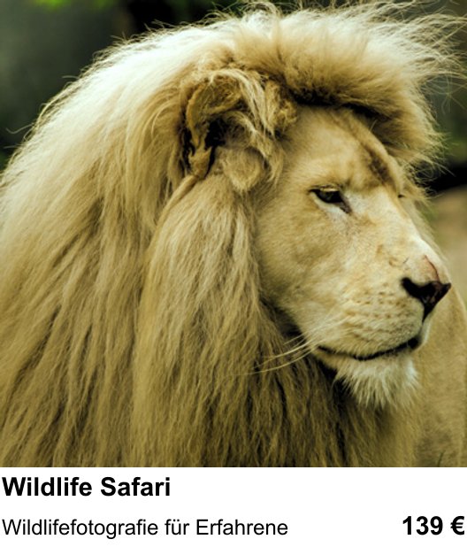 Praxisnaher Fotokurs Wildlife Safari in Düsseldorf