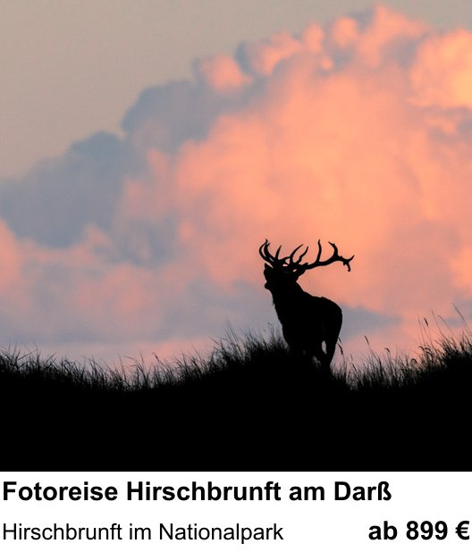 Inspirierender Fotoworkshop zu Fotoreise Hirschbrunft am Darß: Hirschbrunft im Nationalpark