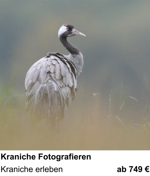 Inspirierender Fotoworkshop zu Kraniche Fotografieren: Kraniche erleben
