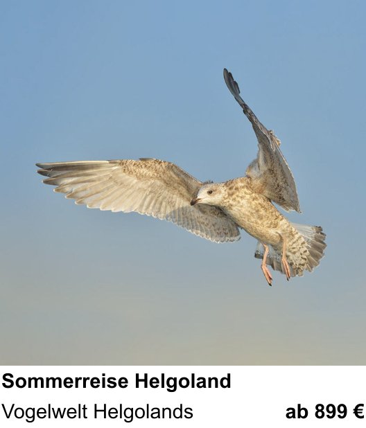 Inspirierender Fotoworkshop zu Helgoländer Vogelwelt im Sommer: Vogelwelt Helgolands