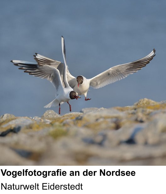 Inspirierender Fotoworkshop zu Naturfotografie an der Nordseeküste: Naturwelt Eiderstedt