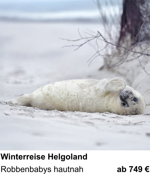 Inspirierender Fotoworkshop zu Robbenfotografie auf Helgoland: Robbenbabys hautnah