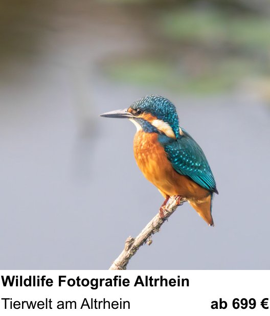 Inspirierender Fotoworkshop zu Wildlife Fotografie Altrhein: Tierwelt am Altrhein